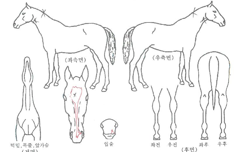 Èï¿À¸§ÀÇ Ãø¸é,¿ì¸é,µÞ¸é,µÎ»ó,´Ù¸®ÀÇ Æ¯Â¡µµÇØ