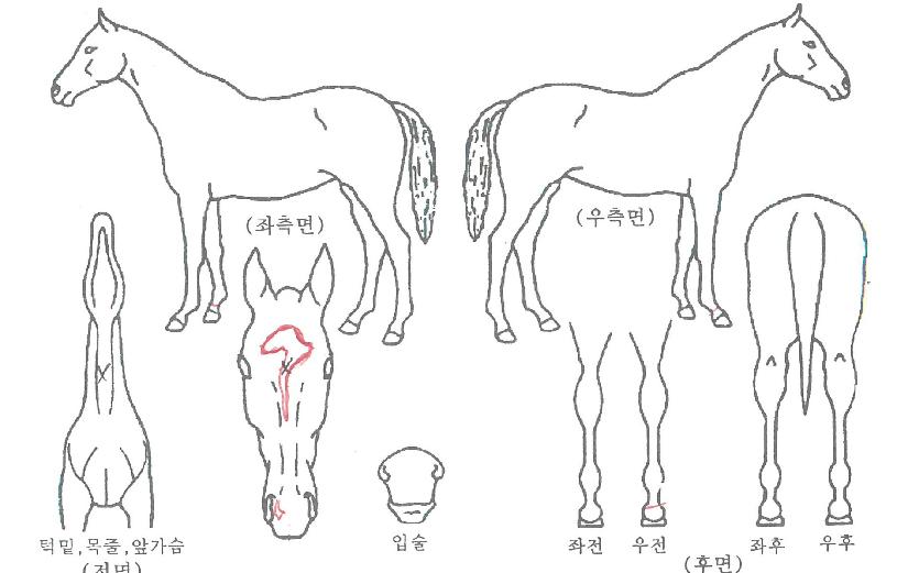 �ƶ���� ����,���,�޸�,�λ�,�ٸ��� Ư¡����