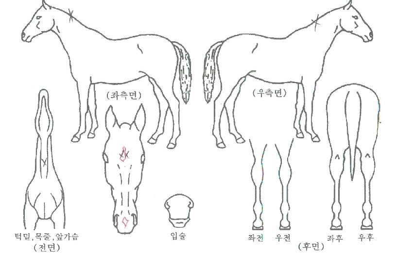 ¹ö´×¸ÇÀÇ Ãø¸é,¿ì¸é,µÞ¸é,µÎ»ó,´Ù¸®ÀÇ Æ¯Â¡µµÇØ