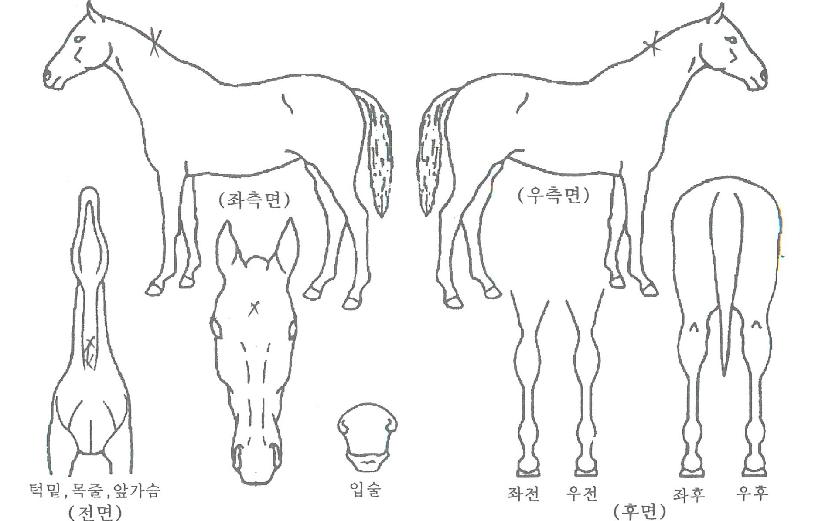 �۽�Ʈ���̵��ڸ��� ����,���,�޸�,�λ�,�ٸ��� Ư¡����