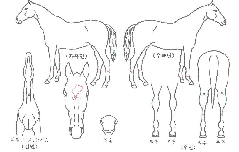 ������Ÿ�� ����,���,�޸�,�λ�,�ٸ��� Ư¡����