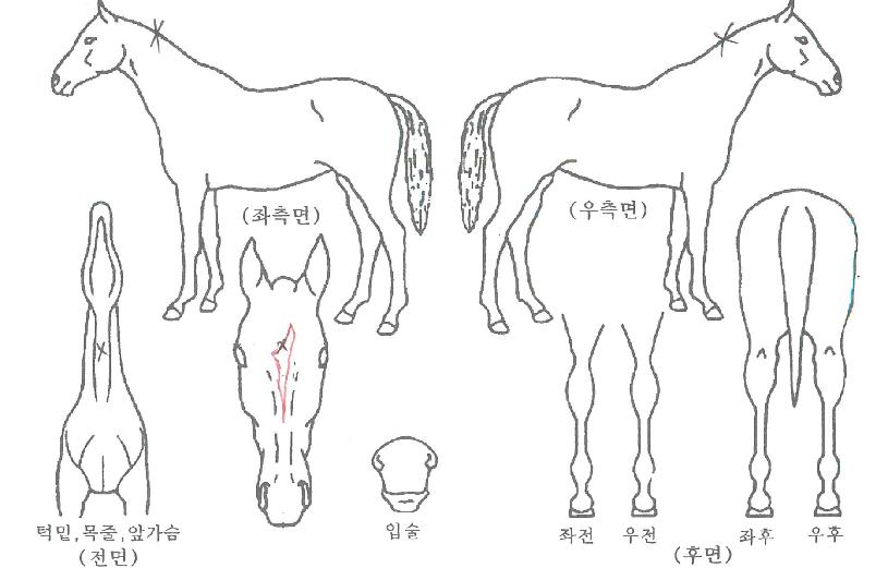 �ٶ��ǹ̼��� ����,���,�޸�,�λ�,�ٸ��� Ư¡����