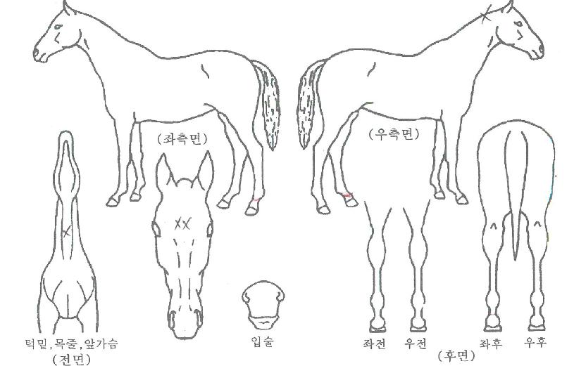 À¸¶ä°øÁÖÀÇ Ãø¸é,¿ì¸é,µÞ¸é,µÎ»ó,´Ù¸®ÀÇ Æ¯Â¡µµÇØ