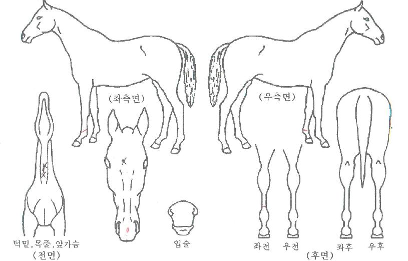 ·¹À̰̽¶·¯ÆÛÀÇ Ãø¸é,¿ì¸é,µÞ¸é,µÎ»ó,´Ù¸®ÀÇ Æ¯Â¡µµÇØ