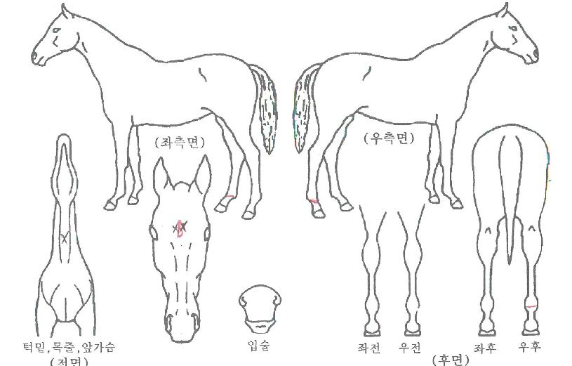 ¾ÖÇø¶Æ¼´ÏÀÇ Ãø¸é,¿ì¸é,µÞ¸é,µÎ»ó,´Ù¸®ÀÇ Æ¯Â¡µµÇØ