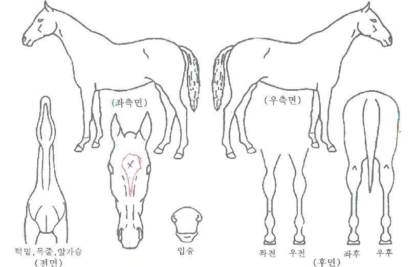 ºí·ç¹êµåÀÇ Ãø¸é,¿ì¸é,µÞ¸é,µÎ»ó,´Ù¸®ÀÇ Æ¯Â¡µµÇØ