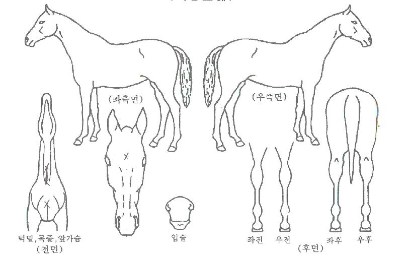 ·Î¿Æ¼ÄÏÀÇ Ãø¸é,¿ì¸é,µÞ¸é,µÎ»ó,´Ù¸®ÀÇ Æ¯Â¡µµÇØ