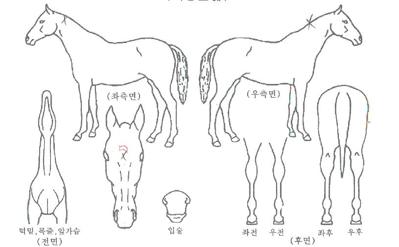 ���̿����� ����,���,�޸�,�λ�,�ٸ��� Ư¡����