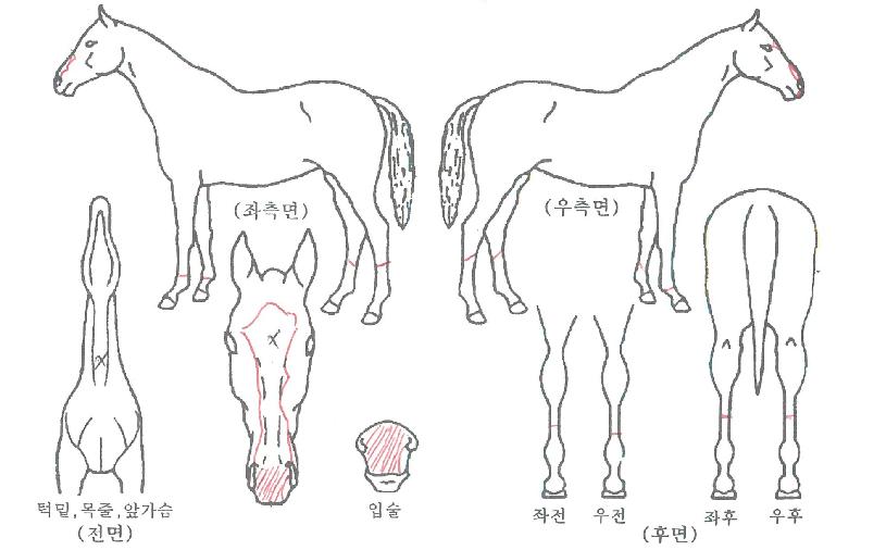 �Ѽ��帲�� ����,���,�޸�,�λ�,�ٸ��� Ư¡����