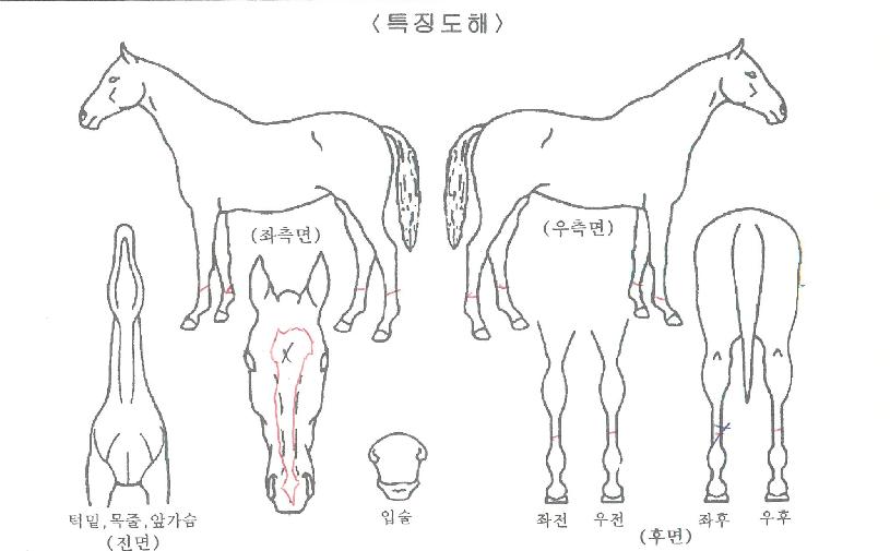 ������������ ����,���,�޸�,�λ�,�ٸ��� Ư¡����