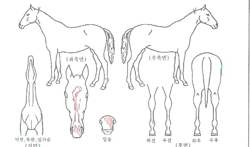 Å·µ¼º¸ÀÇ Ãø¸é,¿ì¸é,µÞ¸é,µÎ»ó,´Ù¸®ÀÇ Æ¯Â¡µµÇØ