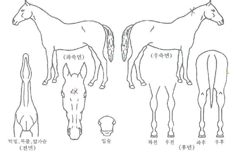 Ƽ¾Æ¶óÀ§³ÊÀÇ Ãø¸é,¿ì¸é,µÞ¸é,µÎ»ó,´Ù¸®ÀÇ Æ¯Â¡µµÇØ