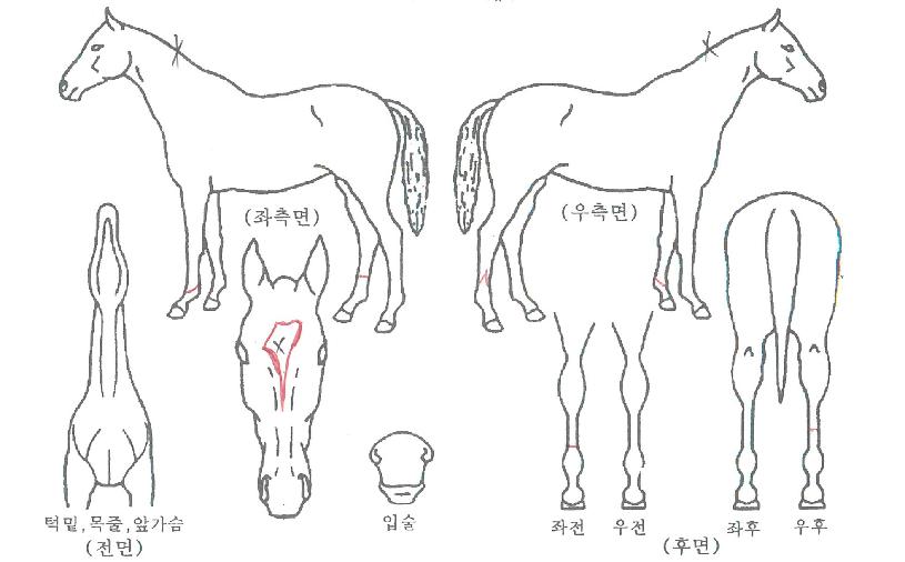 ¸ÅÁ÷ÇöóÀ×ÀÇ Ãø¸é,¿ì¸é,µÞ¸é,µÎ»ó,´Ù¸®ÀÇ Æ¯Â¡µµÇØ