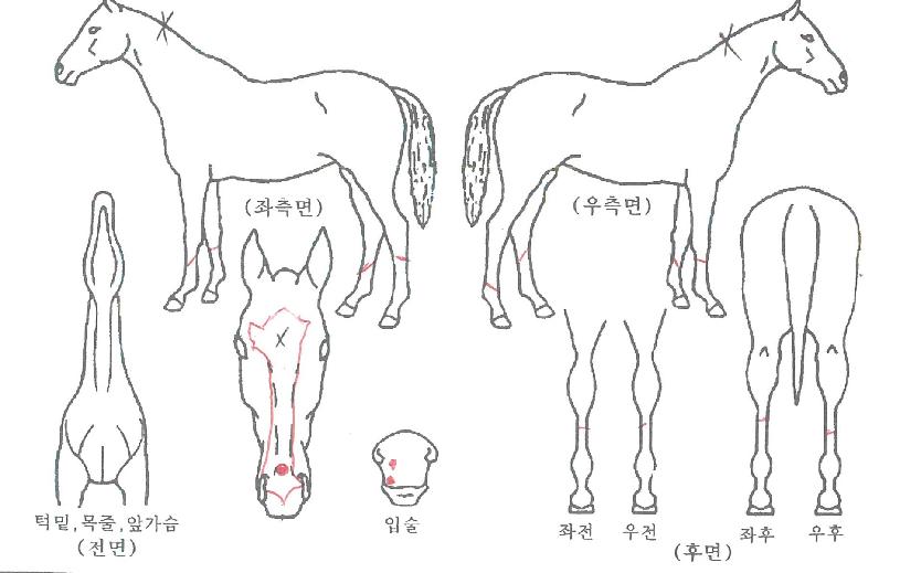 ¸ÞÀÌÀúÆÄ¿öÀÇ Ãø¸é,¿ì¸é,µÞ¸é,µÎ»ó,´Ù¸®ÀÇ Æ¯Â¡µµÇØ