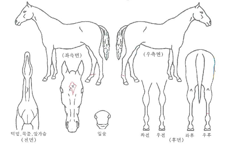 ºí·Î´ºÀÚ¸¶ÀÇ Ãø¸é,¿ì¸é,µÞ¸é,µÎ»ó,´Ù¸®ÀÇ Æ¯Â¡µµÇØ