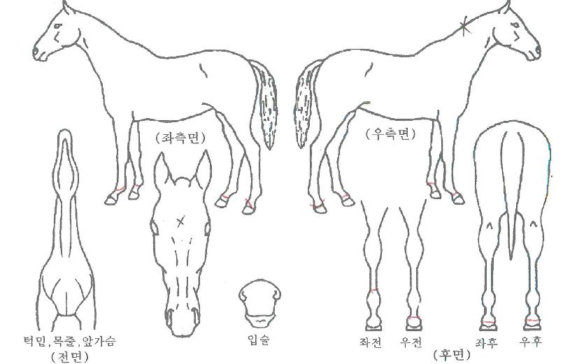 Àεð¾ð°ÉÀÇ Ãø¸é,¿ì¸é,µÞ¸é,µÎ»ó,´Ù¸®ÀÇ Æ¯Â¡µµÇØ