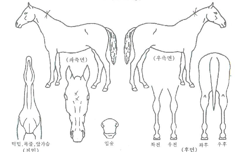 �����ǲ��� ����,���,�޸�,�λ�,�ٸ��� Ư¡����