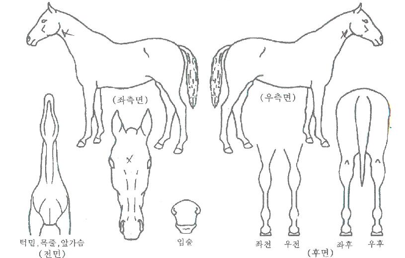 ���ŷ���� ����,���,�޸�,�λ�,�ٸ��� Ư¡����