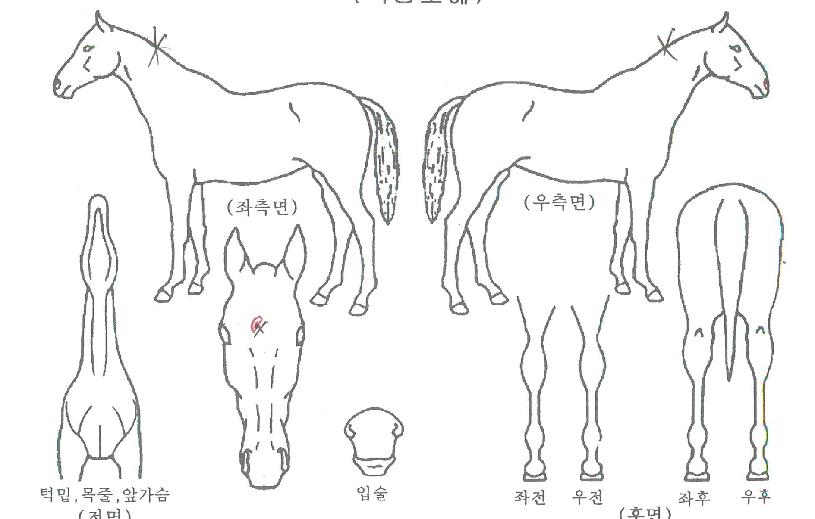 Ȧ�����̸���� ����,���,�޸�,�λ�,�ٸ��� Ư¡����