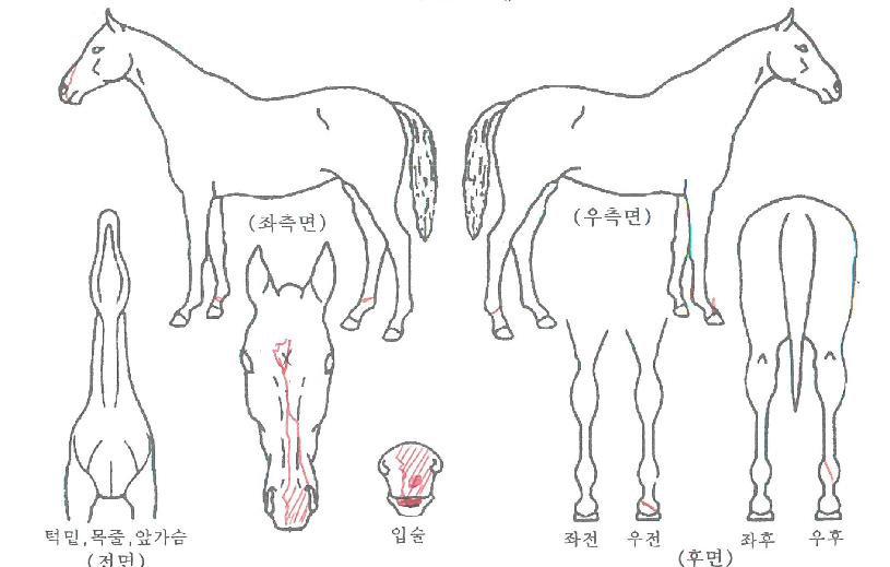 µå¸²¸Ó´ÏÀÇ Ãø¸é,¿ì¸é,µÞ¸é,µÎ»ó,´Ù¸®ÀÇ Æ¯Â¡µµÇØ