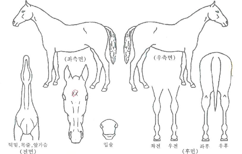 ·çŰ·ÎŰÀÚ¸¶ÀÇ Ãø¸é,¿ì¸é,µÞ¸é,µÎ»ó,´Ù¸®ÀÇ Æ¯Â¡µµÇØ