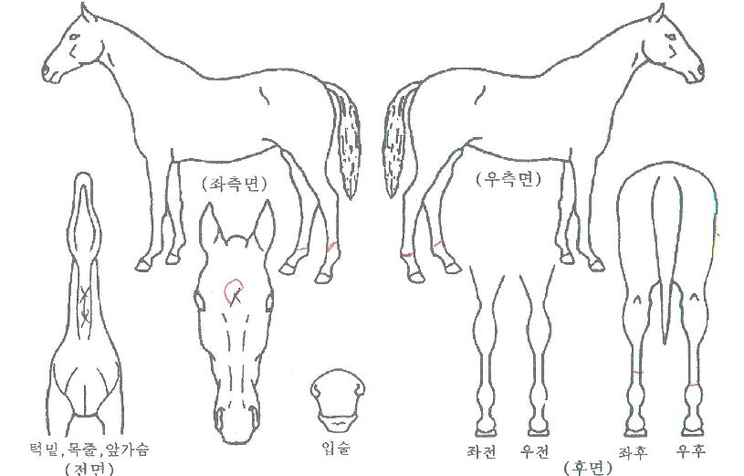 Å¥ºñÆ®·±ÀÇ Ãø¸é,¿ì¸é,µÞ¸é,µÎ»ó,´Ù¸®ÀÇ Æ¯Â¡µµÇØ