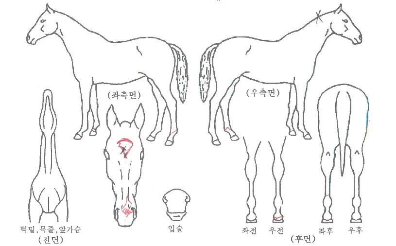 �븮���� ����,���,�޸�,�λ�,�ٸ��� Ư¡����