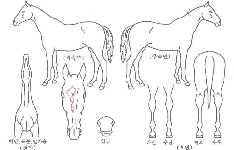 Å¥ºñÆ®À©ÀÇ Ãø¸é,¿ì¸é,µÞ¸é,µÎ»ó,´Ù¸®ÀÇ Æ¯Â¡µµÇØ