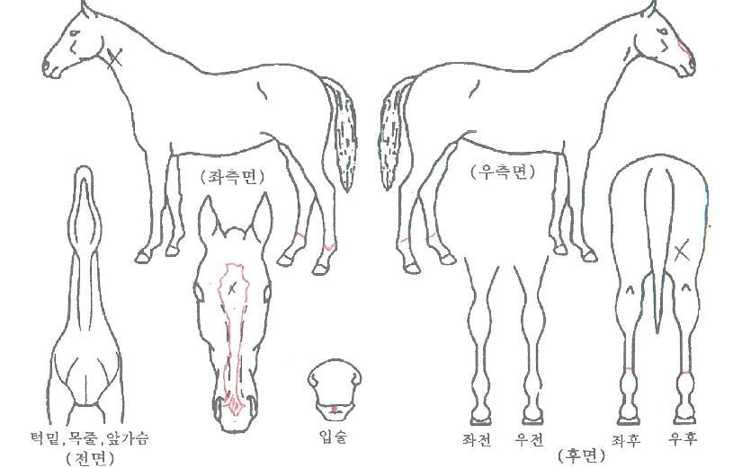 Å¥ÇǵåÄýÀÇ Ãø¸é,¿ì¸é,µÞ¸é,µÎ»ó,´Ù¸®ÀÇ Æ¯Â¡µµÇØ