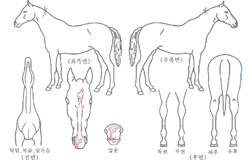 ·Î±×ÀÎÄÚ¸®¾ÆÀÇ Ãø¸é,¿ì¸é,µÞ¸é,µÎ»ó,´Ù¸®ÀÇ Æ¯Â¡µµÇØ