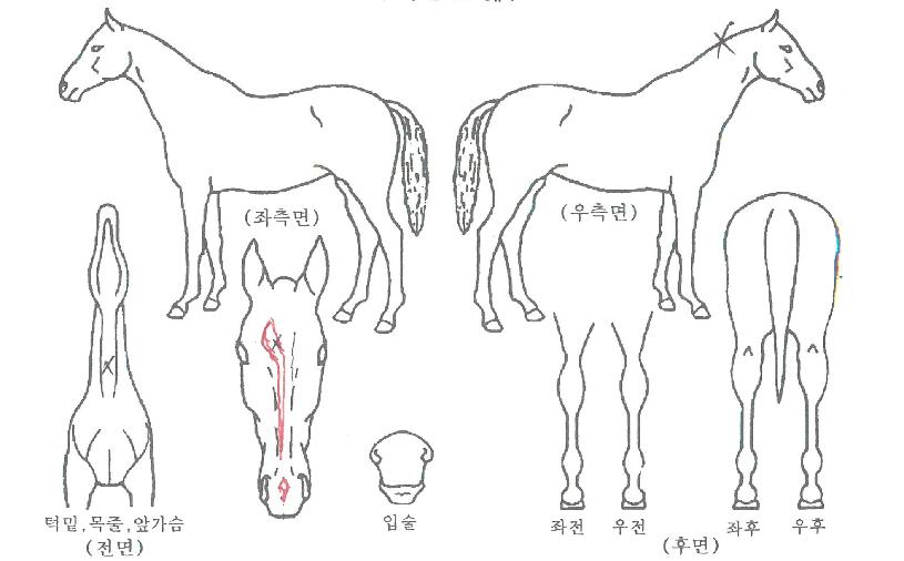 �ø������� ����,���,�޸�,�λ�,�ٸ��� Ư¡����