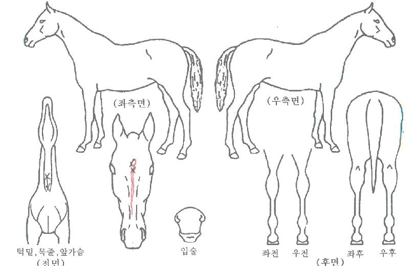 ť��Ʈ���� ����,���,�޸�,�λ�,�ٸ��� Ư¡����