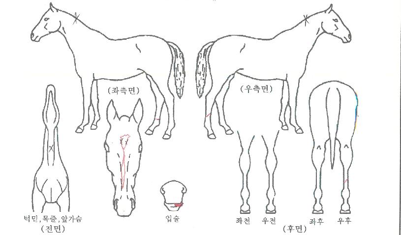 ���������� ����,���,�޸�,�λ�,�ٸ��� Ư¡����