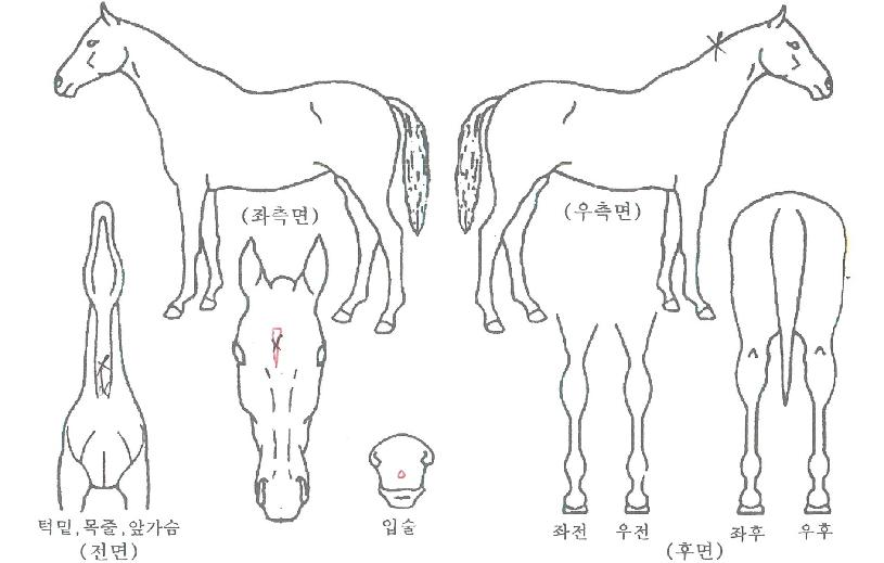 ȣũ¾Æ¸®¶ûÀÇ Ãø¸é,¿ì¸é,µÞ¸é,µÎ»ó,´Ù¸®ÀÇ Æ¯Â¡µµÇØ