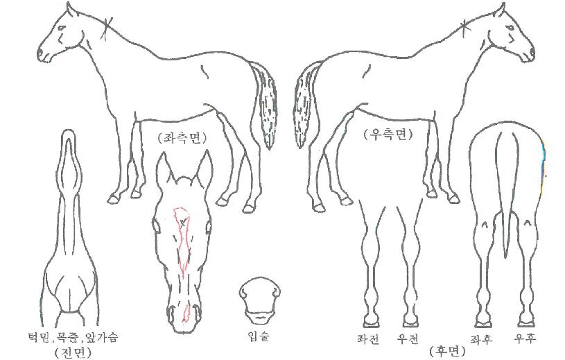 �ູ�ǳ����� ����,���,�޸�,�λ�,�ٸ��� Ư¡����