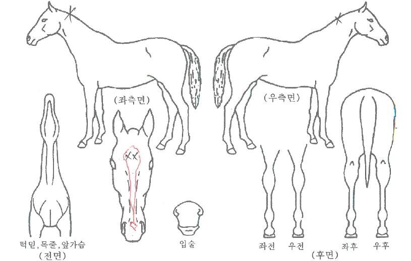 ÇϳªÀǼø°£ÀÇ Ãø¸é,¿ì¸é,µÞ¸é,µÎ»ó,´Ù¸®ÀÇ Æ¯Â¡µµÇØ