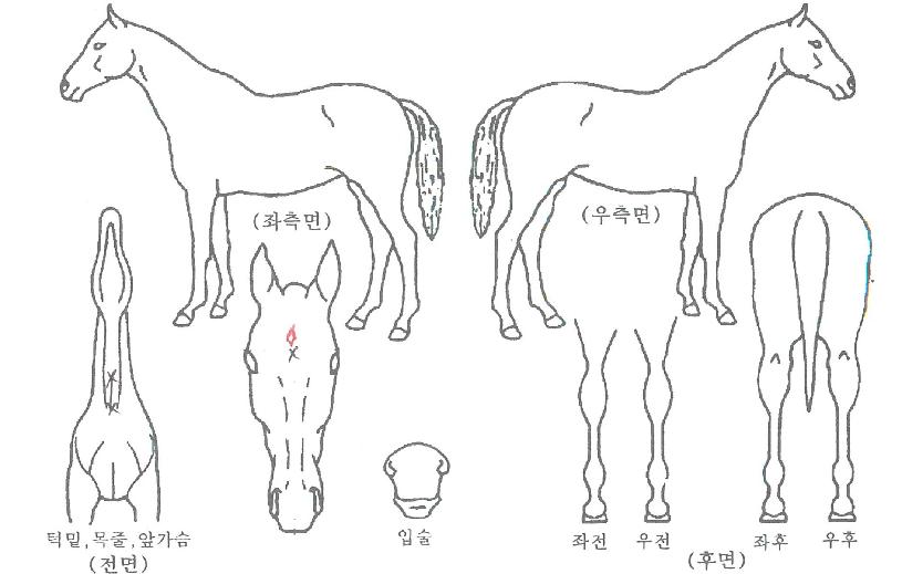 �ε�𺸽��� ����,���,�޸�,�λ�,�ٸ��� Ư¡����