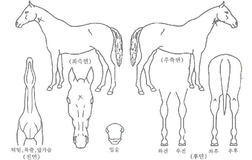 ÇØÇÇÇÏ¿ÍÀÌÀÇ Ãø¸é,¿ì¸é,µÞ¸é,µÎ»ó,´Ù¸®ÀÇ Æ¯Â¡µµÇØ