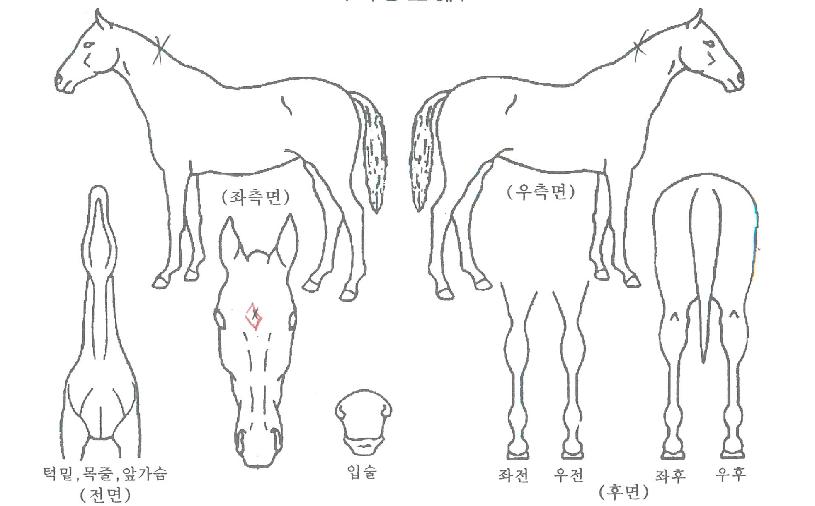 ºí·ç½ºÅÜÀÇ Ãø¸é,¿ì¸é,µÞ¸é,µÎ»ó,´Ù¸®ÀÇ Æ¯Â¡µµÇØ