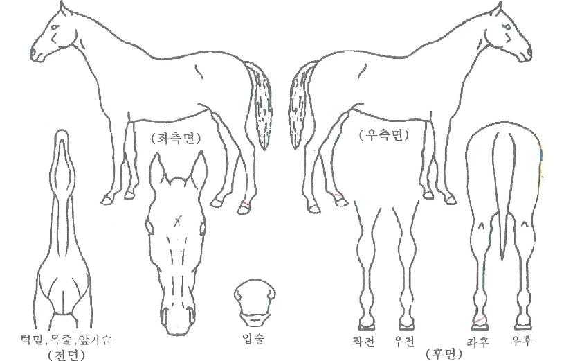 ���������� ����,���,�޸�,�λ�,�ٸ��� Ư¡����