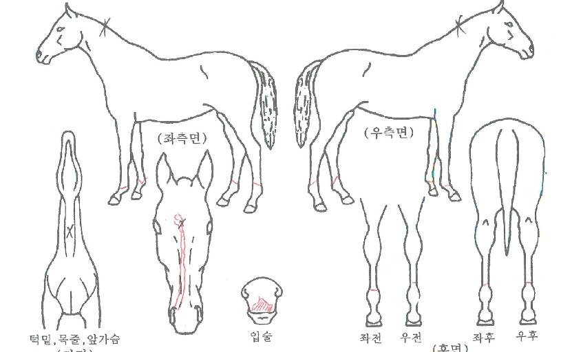 ƼÁîÈ÷¾î·ÎÀÇ Ãø¸é,¿ì¸é,µÞ¸é,µÎ»ó,´Ù¸®ÀÇ Æ¯Â¡µµÇØ