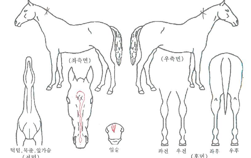 Àα׶õÄýÀÇ Ãø¸é,¿ì¸é,µÞ¸é,µÎ»ó,´Ù¸®ÀÇ Æ¯Â¡µµÇØ