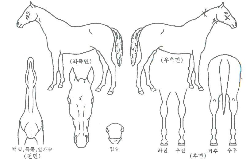 Æä´õ·²Ä¹ÀÇ Ãø¸é,¿ì¸é,µÞ¸é,µÎ»ó,´Ù¸®ÀÇ Æ¯Â¡µµÇØ