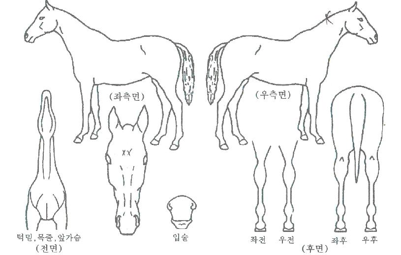 Æ®¸®ÇÃèÇǾðÀÇ Ãø¸é,¿ì¸é,µÞ¸é,µÎ»ó,´Ù¸®ÀÇ Æ¯Â¡µµÇØ