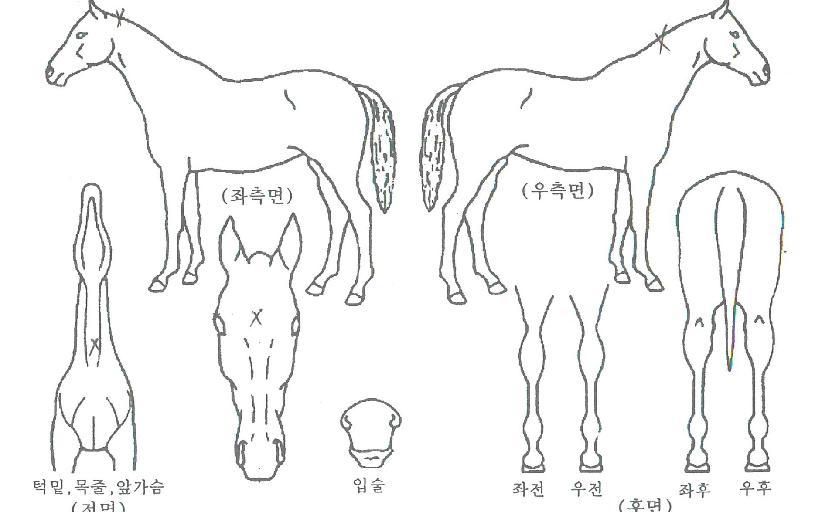 ���纣���� ����,���,�޸�,�λ�,�ٸ��� Ư¡����