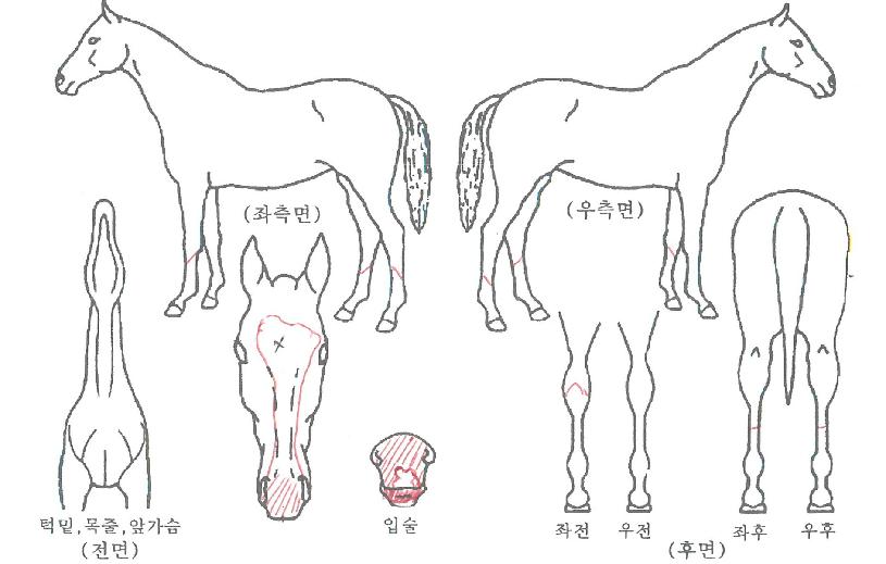 ±×·£µåÄ«¶ó¹ÝÀÚ¸¶ÀÇ Ãø¸é,¿ì¸é,µÞ¸é,µÎ»ó,´Ù¸®ÀÇ Æ¯Â¡µµÇØ