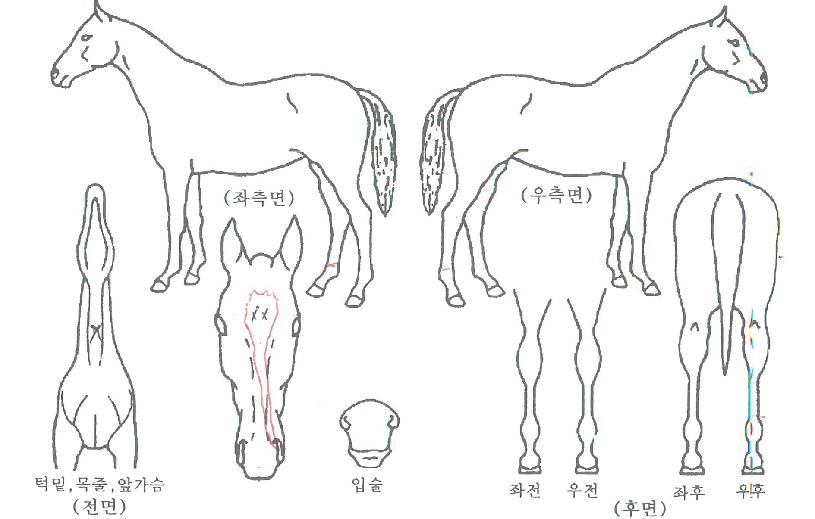 ´ÙÀÌ¾ÆÆÄÅ©ÀÇ Ãø¸é,¿ì¸é,µÞ¸é,µÎ»ó,´Ù¸®ÀÇ Æ¯Â¡µµÇØ