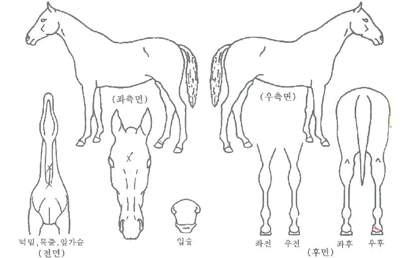 ±×¸°¿ÍÀÌÀÇ Ãø¸é,¿ì¸é,µÞ¸é,µÎ»ó,´Ù¸®ÀÇ Æ¯Â¡µµÇØ
