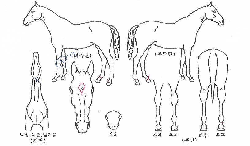 �������̾��� ����,���,�޸�,�λ�,�ٸ��� Ư¡����