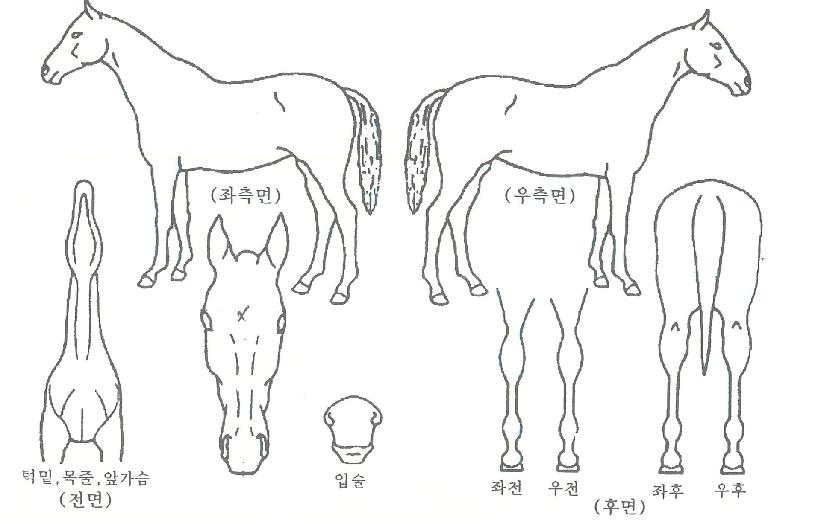 °í¼Ó¼ºÀåÀÚ¸¶ÀÇ Ãø¸é,¿ì¸é,µÞ¸é,µÎ»ó,´Ù¸®ÀÇ Æ¯Â¡µµÇØ